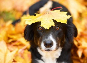 Kvar kvar på höstens väg för husdjurssäkerhet
