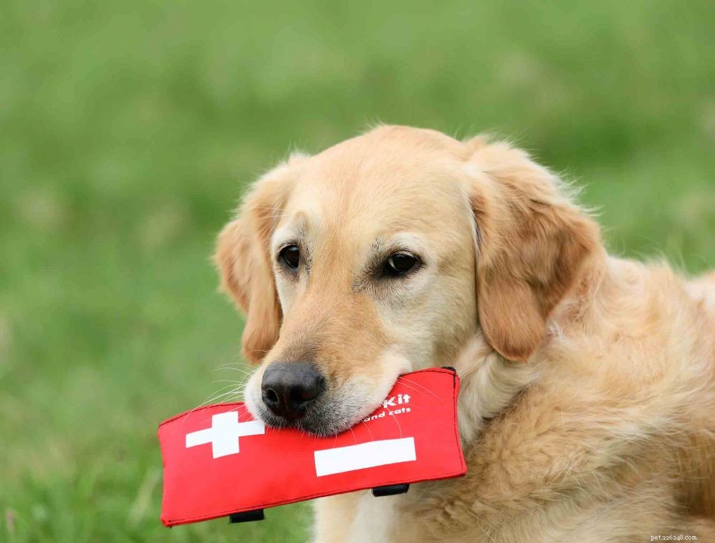 Var beredd:Bygg ett första hjälpen-kit för husdjur