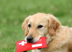 Var beredd:Bygg ett första hjälpen-kit för husdjur