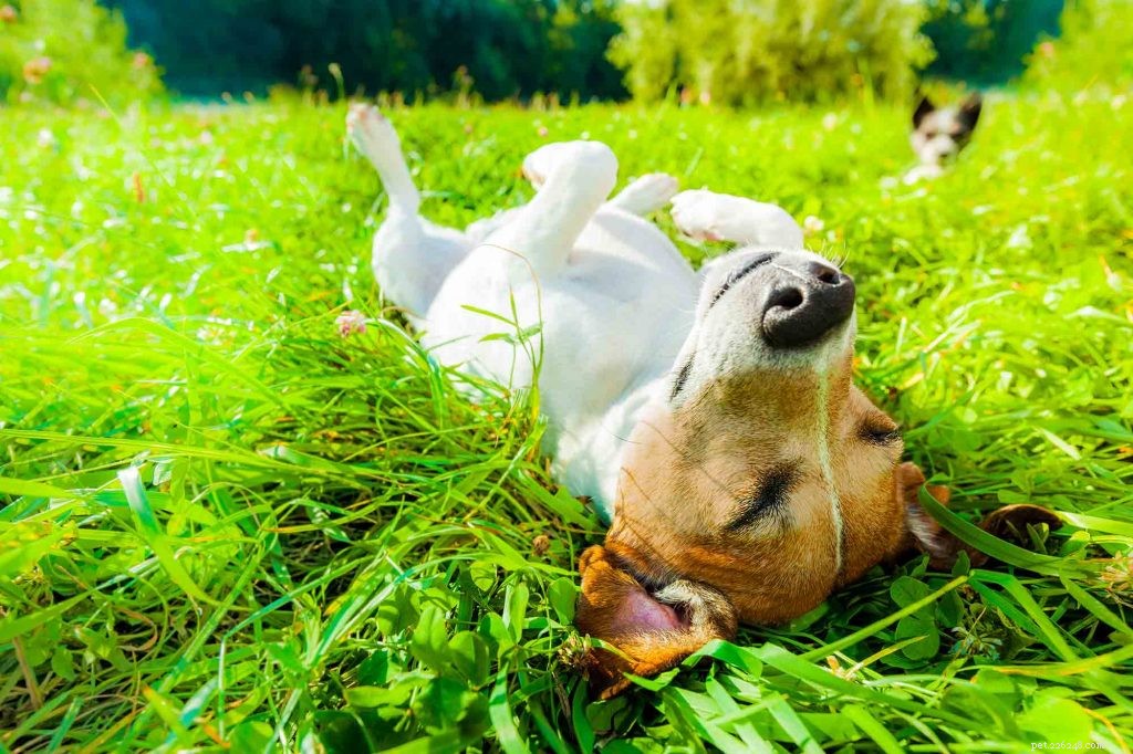 Chaud et enfumé :conseils de sécurité pour animaux de compagnie en été sur lesquels vous pouvez compter