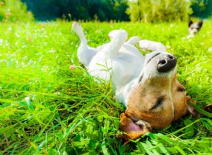 Quente e esfumaçado:dicas de segurança para animais de estimação no verão com as quais você pode contar