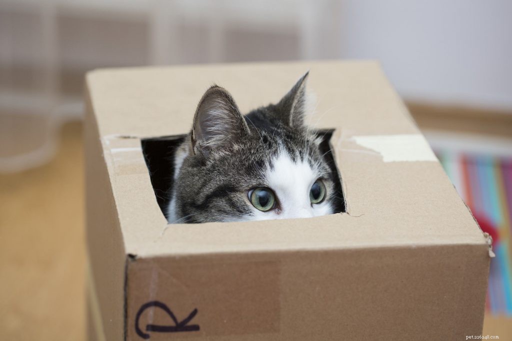 O presente mais fofo:por que os gatos adoram caixas