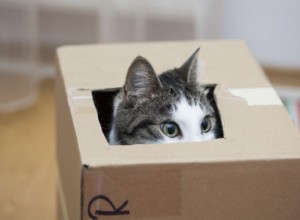 Nejroztomilejší dárek:Proč kočky milují krabičky