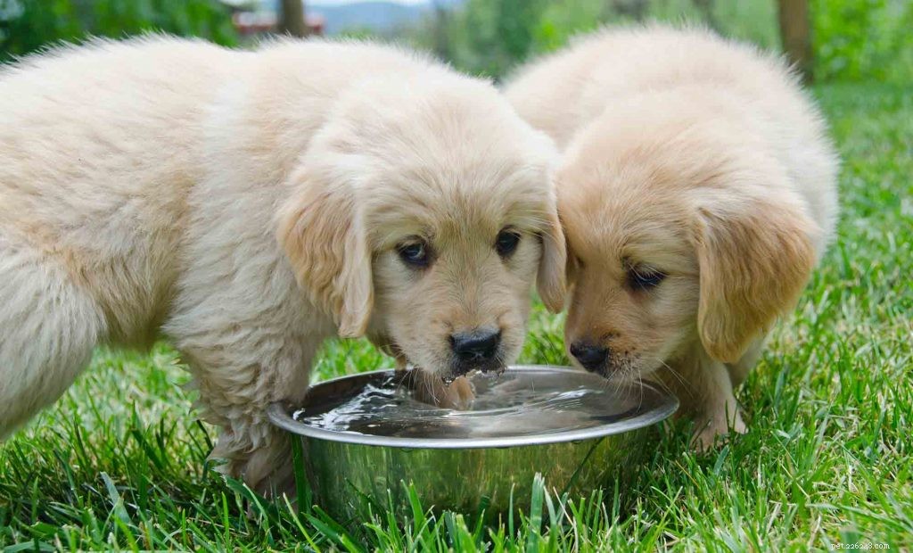 Desidratação em animais de estimação:seu amigo peludo está bebendo água suficiente?