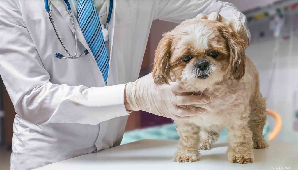 Een oorvol over oorverzorging voor huisdieren