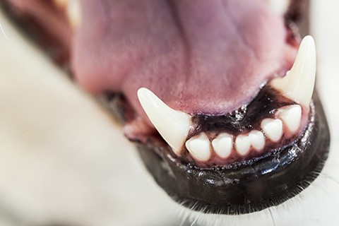 The Good, the Bad, the Ugly:Bacteria in Veterinary Medicine