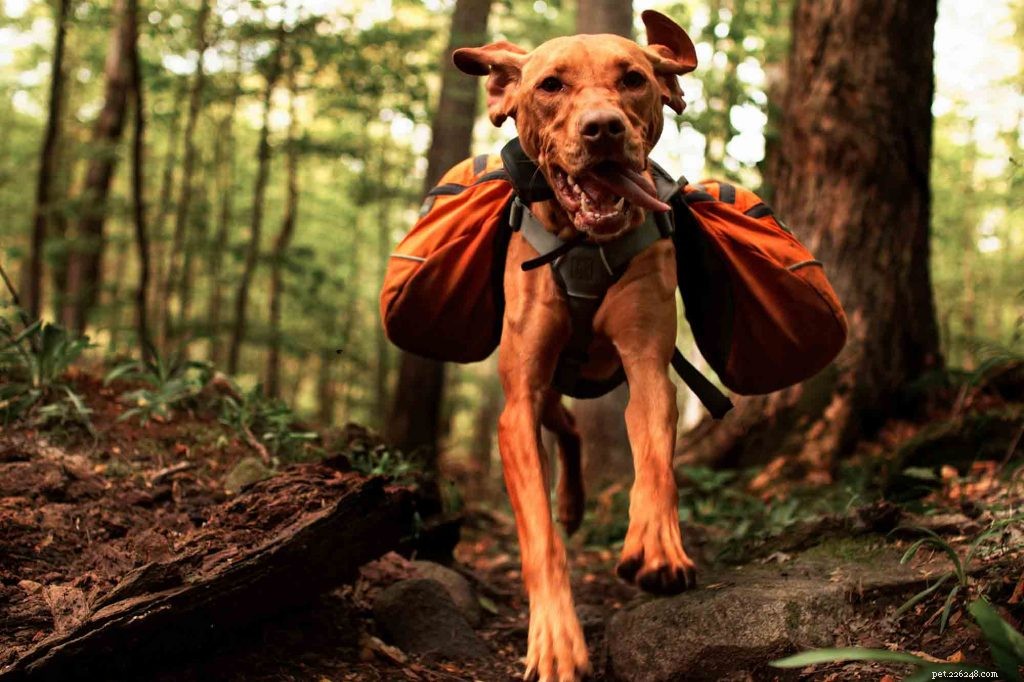 8 ottimi consigli per fare escursioni con il tuo animale domestico