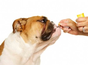 Data vypršení platnosti veterinárních léků:Záleží na nich?