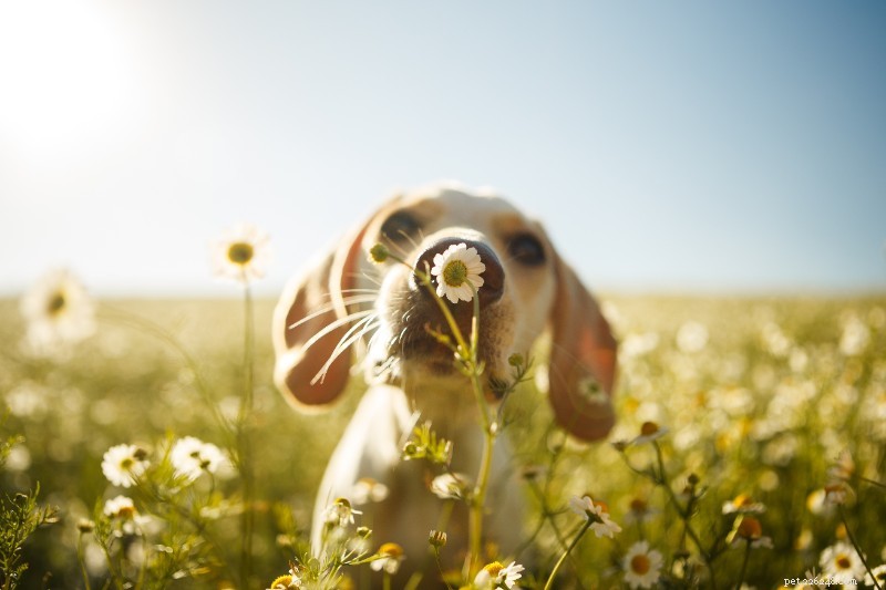 꽃가루 문제:애완동물의 봄철 알레르기에 대해 자세히 살펴보기