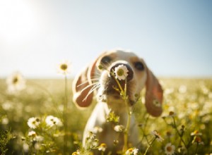 꽃가루 문제:애완동물의 봄철 알레르기에 대해 자세히 살펴보기