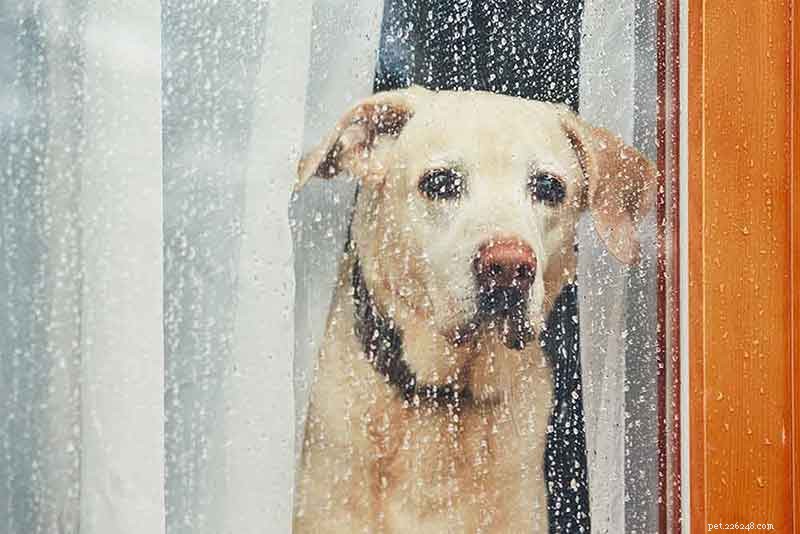 Geen zon? Geen probleem! Activiteiten op regenachtige dagen voor huisdieren