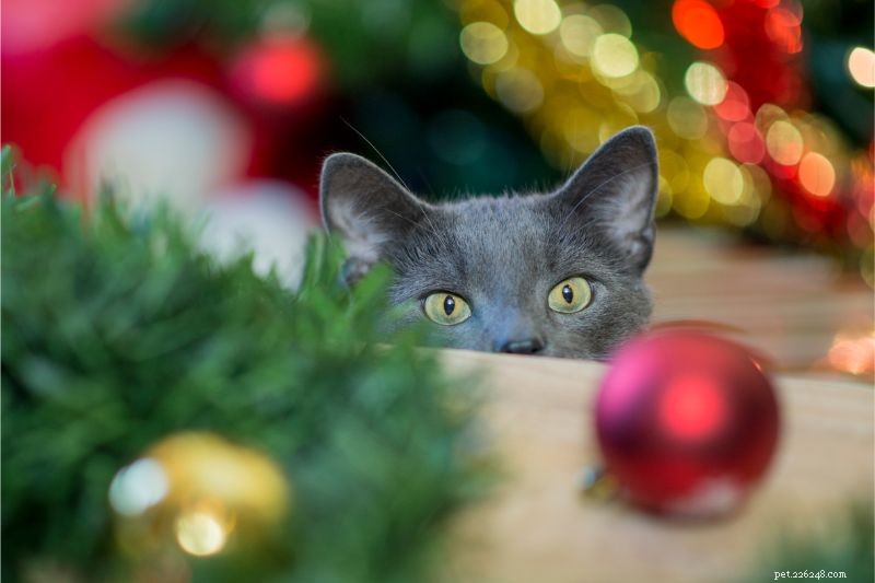 Moet u zich zorgen maken over de veiligheid van huisdieren tijdens de feestdagen?