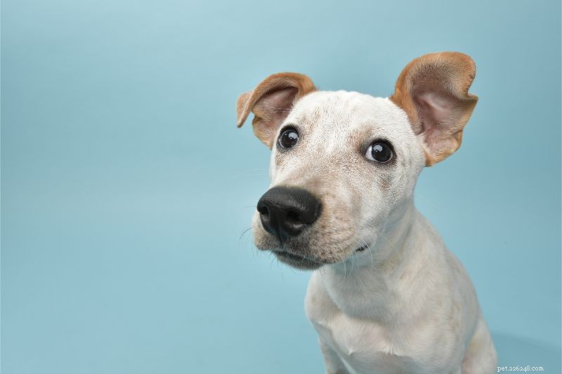 Nettoyage des oreilles d un animal de compagnie :comment le faire et pourquoi devriez-vous le faire