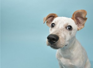 애완동물 귀 청소:방법 및 해야 하는 이유