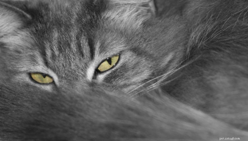 Самое кошачье разочарование:Комки шерсти у кошек