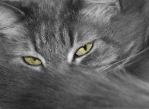 Самое кошачье разочарование:Комки шерсти у кошек