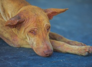 A Pup of a Different Color:Hyperpigmentation in Dogs