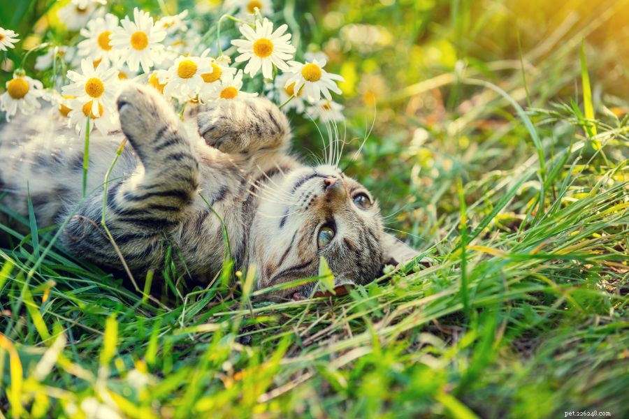 La stagione più graffiante:il tuo animale domestico ha allergie ai pollini