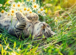 The Scratchiest Season:Does Your Pet Have Pollen Allergies