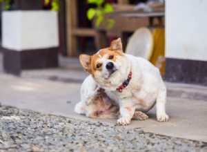 재채기, 가려움 및 물기:계절 변화가 애완동물에게 미치는 영향