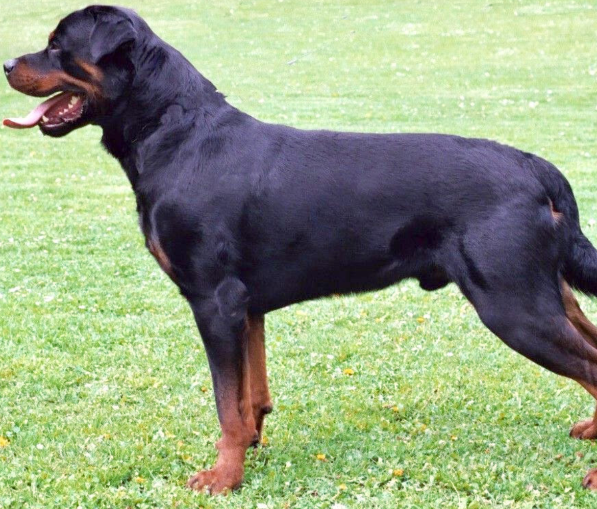 Rottweiler Dog information Race:Personnalité, Défi Santé et des Soins