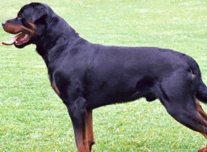 Informações sobre a raça do cão Rottweiler:personalidade, desafio de saúde e cuidados