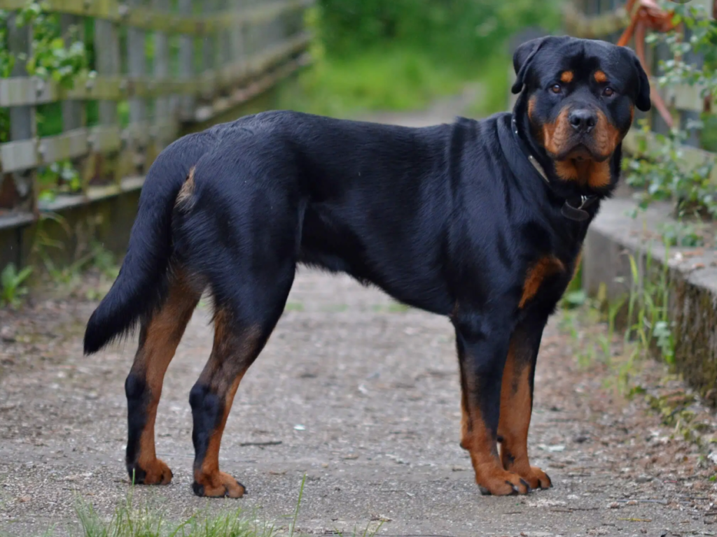 Informazioni sulla razza del cane Rottweiler:personalità, problemi di salute e cure