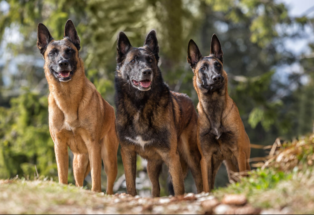 10 nejlepších strážních psů [recenze z roku 2022]