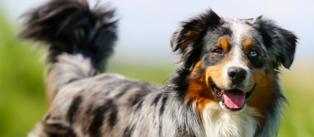オーストラリアンシェパードの犬の品種情報：特徴と健康上の問題 