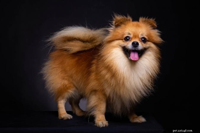 20 races de petits chiens les plus saines [Nouvelle version]