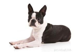 20 races de petits chiens les plus saines [Nouvelle version]