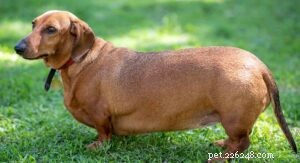 20 razze di cani di piccola taglia più sane [nuova versione]