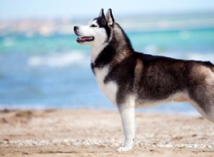 25 raças de cães mais saudáveis ​​[nova versão]