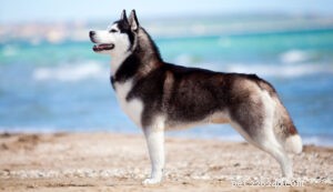 25 races de chiens les plus saines [Nouvelle version]