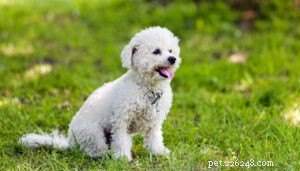 25 races de chiens les plus saines [Nouvelle version]