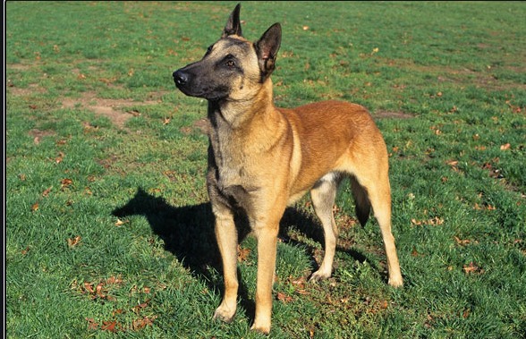 Race de chien malinois belge :caractéristiques, tempérament et soins