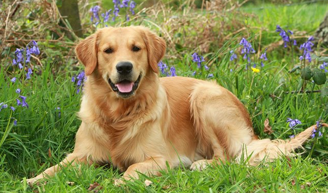 Golden Retriever-hondenras:geschiedenis, kenmerken, eigenschappen en hun zorg