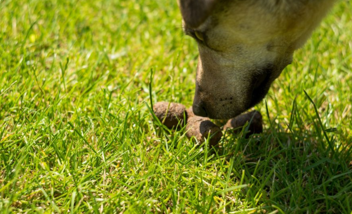 6 semplici passaggi per impedire al tuo cane di mangiare la cacca in modo naturale