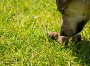 6 простых шагов, чтобы отучить вашу собаку есть фекалии естественным путем