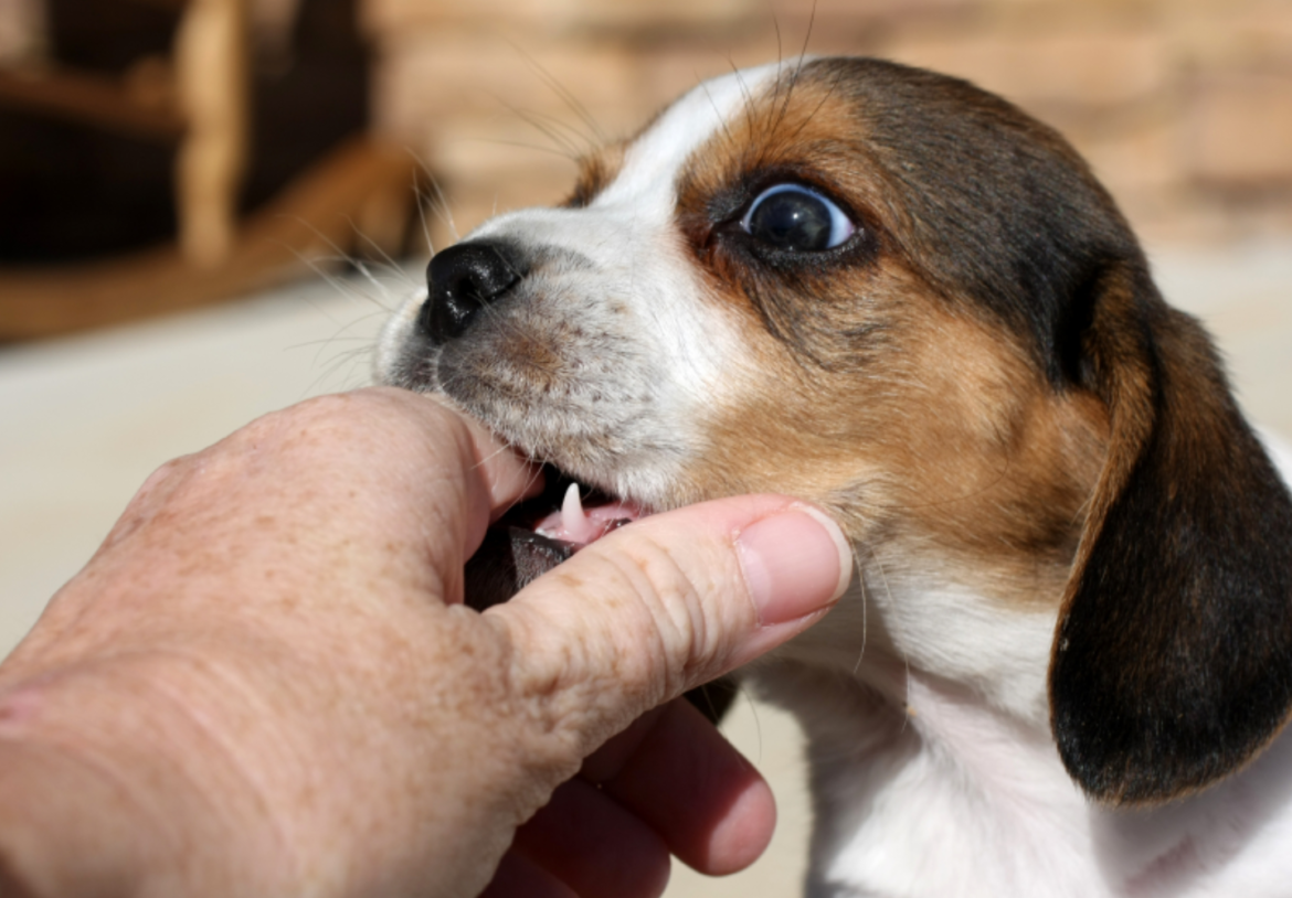 2つの簡単なステップで子犬の噛みつきを止める方法：原因とそれが続く時間 