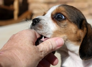 2つの簡単なステップで子犬の噛みつきを止める方法：原因とそれが続く時間 