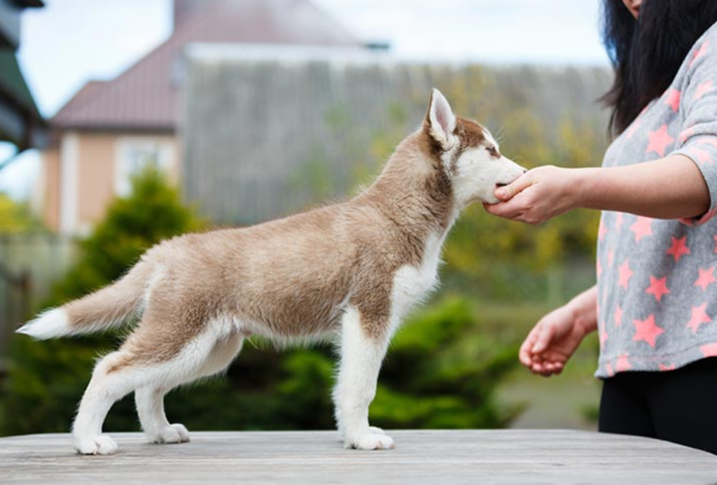 Hoe te stoppen met bijten van puppy s in 2 eenvoudige stappen:oorzaken en hoe lang het duurt