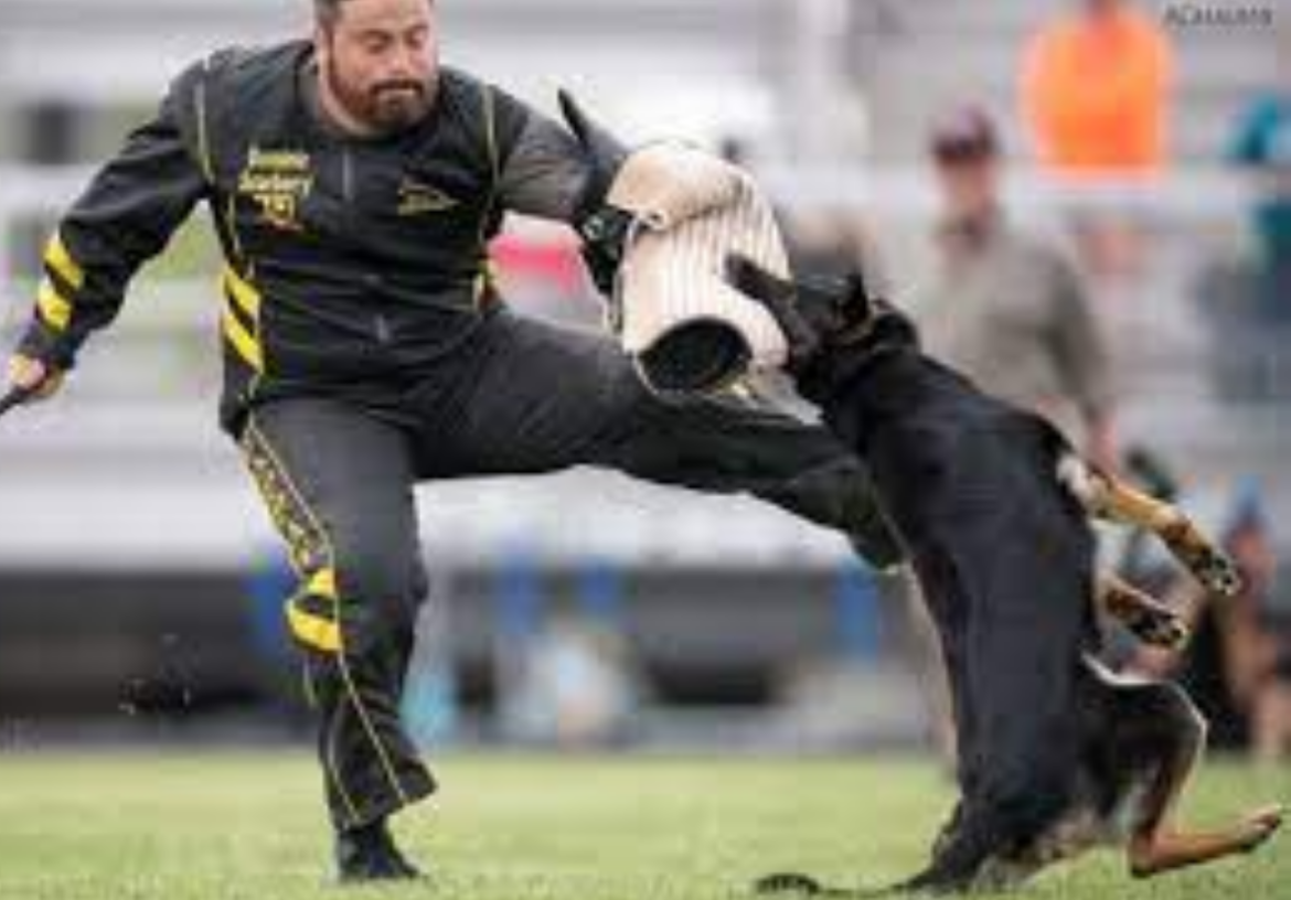 Schutzhund:negatieve effecten en hoe u aan de slag kunt gaan met Schutzhund