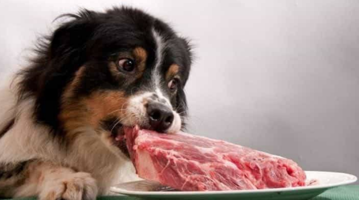 Lammmjöl:är det bra för hundar? Så serverar du lammmåltid för din hund