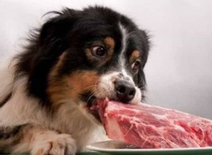 Lamb Meal:je to dobré pro psy? Jak sloužit své Dog Lamb Meal