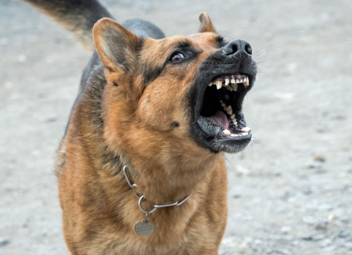 Waarom blaffen honden:10 belangrijke redenen! [Nieuwe gids]
