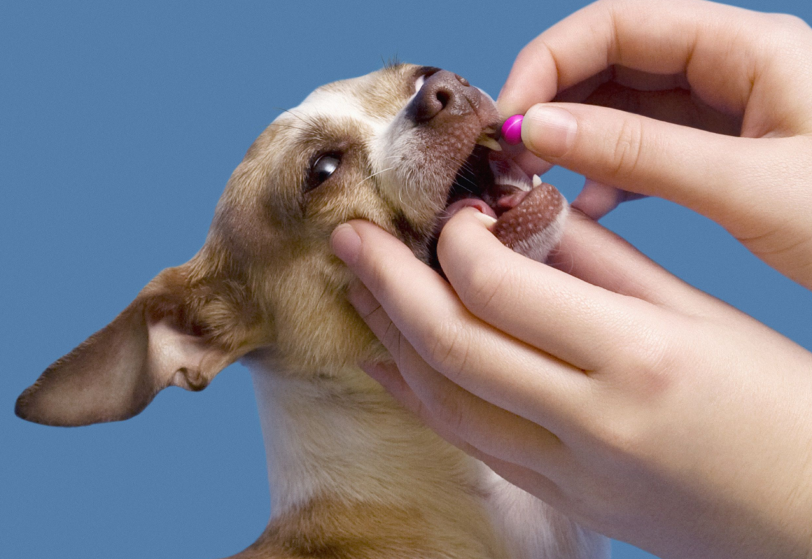 Jak dát psovi pilulku:důležitost, metody, bezpečnostní opatření a nedostatky