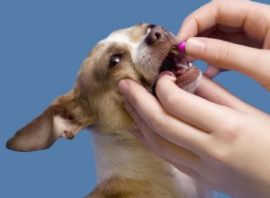 Hoe een hond een pil te geven:belang, methoden, voorzorgsmaatregelen en nadelen