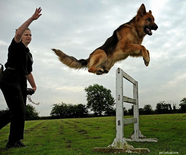 Comment devenir dresseur de chiens policiers en 7 étapes faciles :qualifications et avantages
