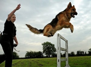 7つの簡単なステップで警察犬のトレーナーになる方法：資格と利点 